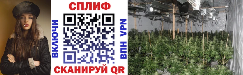 Бошки марихуана ГИДРОПОН Избербаш